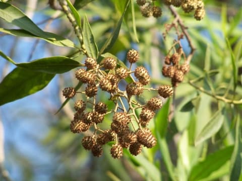 Conocarpus lancifolius