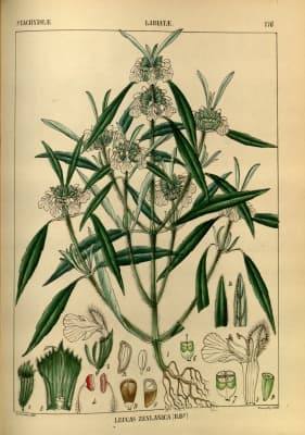 Leucas zeylanica