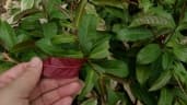 Excoecaria cochinchinensis