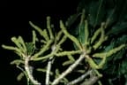 Cussonia holstii