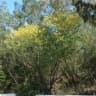 Haematoxylum campechianum