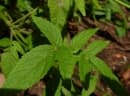 Cedronella canariensis