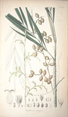 Calamus melanoloma