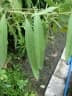 Blumea balsamifera