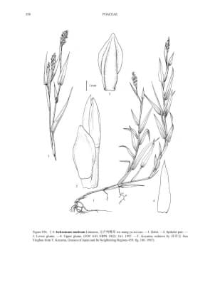 Ischaemum muticum