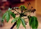 Ricinodendron heudelotii