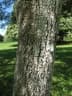 Albizia zygia