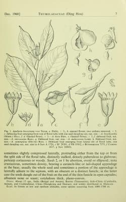 Aquilaria beccariana