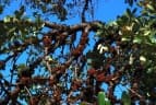 Diospyros batocana