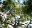 Jacaranda micrantha