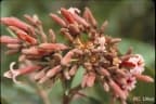 Cinchona officinalis