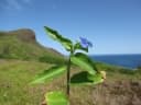Commelina diffusa