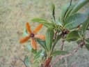 Cordia americana