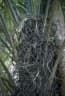 Raphia vinifera