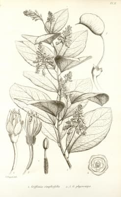 Griffonia simplicifolia