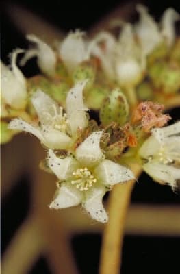 Harungana madagascariensis