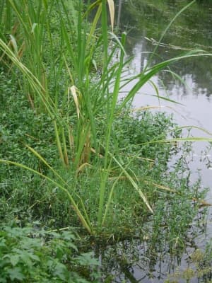Zizania latifolia