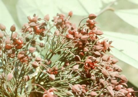 Theobroma glaucum