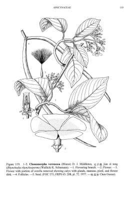 Chonemorpha verrucosa