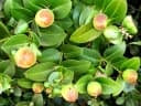 Carissa macrocarpa