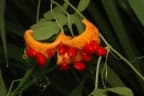 Momordica charantia