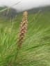 Satyrium neglectum