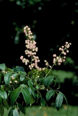 Clausena brevistyla