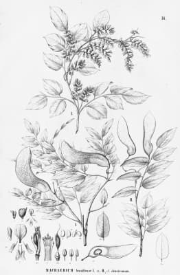 Machaerium brasiliense