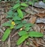 Chamaecrista nictitans