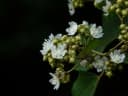 Kydia calycina
