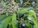 Vitex cofassus