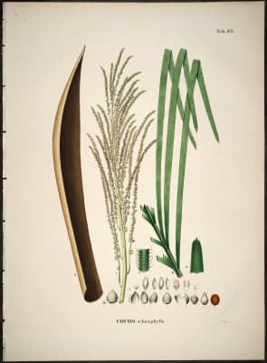 Syagrus schizophylla