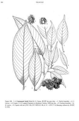Castanopsis boisii