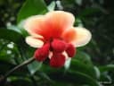 Allanblackia stuhlmannii