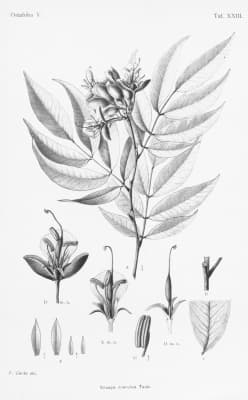 Paramacrolobium coeruleum