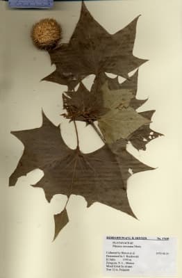 Platanus mexicana
