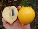 Pouteria caimito