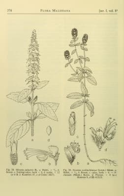 Platostoma palustre