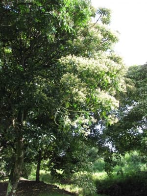 Terminalia megalocarpa