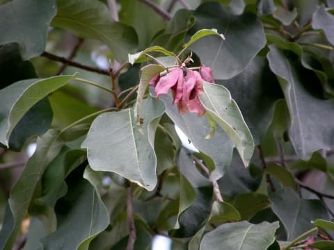 Terminalia brownii