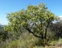 Lannea discolor