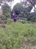 Plectranthus esculentus
