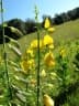 Crotalaria spectabilis
