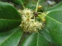 Manilkara hexandra