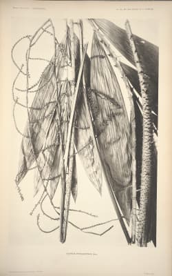 Calamus myriacanthus