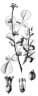 Commiphora africana