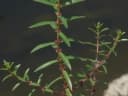 Ammannia baccifera