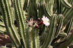 Stenocereus griseus