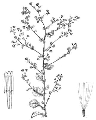 Blumea viscosa