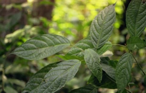 Erythrococca atrovirens